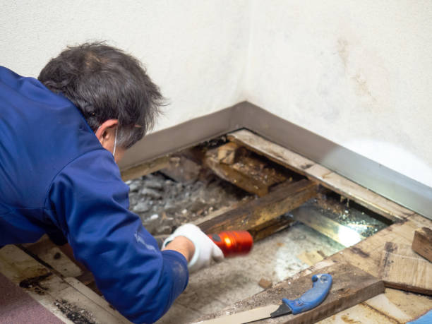 Best Industrial Mold Remediation in Lawrenceburg, KY