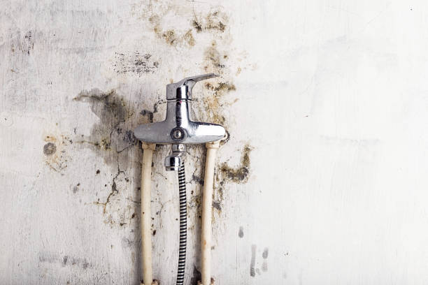 Best Black Mold Remediation in Lawrenceburg, KY