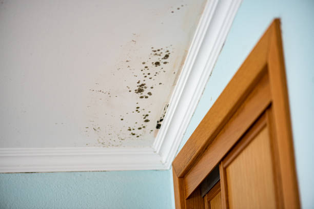 Best Insurance-Related Mold Remediation in Lawrenceburg, KY