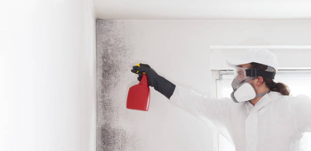 Best DIY Mold Remediation Support Services in Lawrenceburg, KY