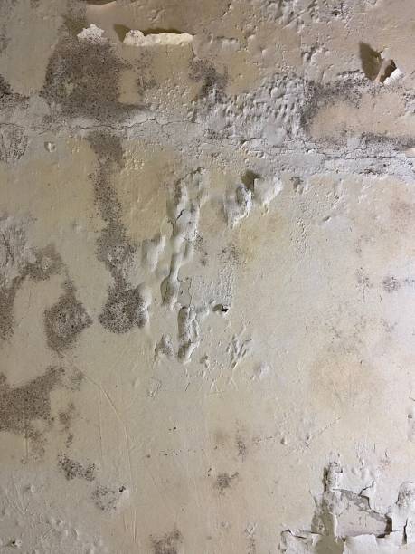 Best Post-Flood Mold Remediation in Lawrenceburg, KY