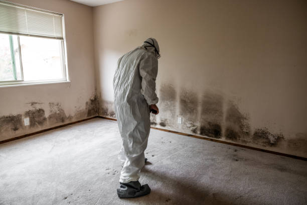 Best Basement Mold Remediation in Lawrenceburg, KY