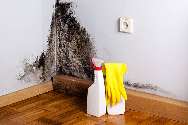 Best Industrial Mold Remediation in Lawrenceburg, KY